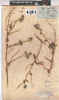 Pavonia burchellii image