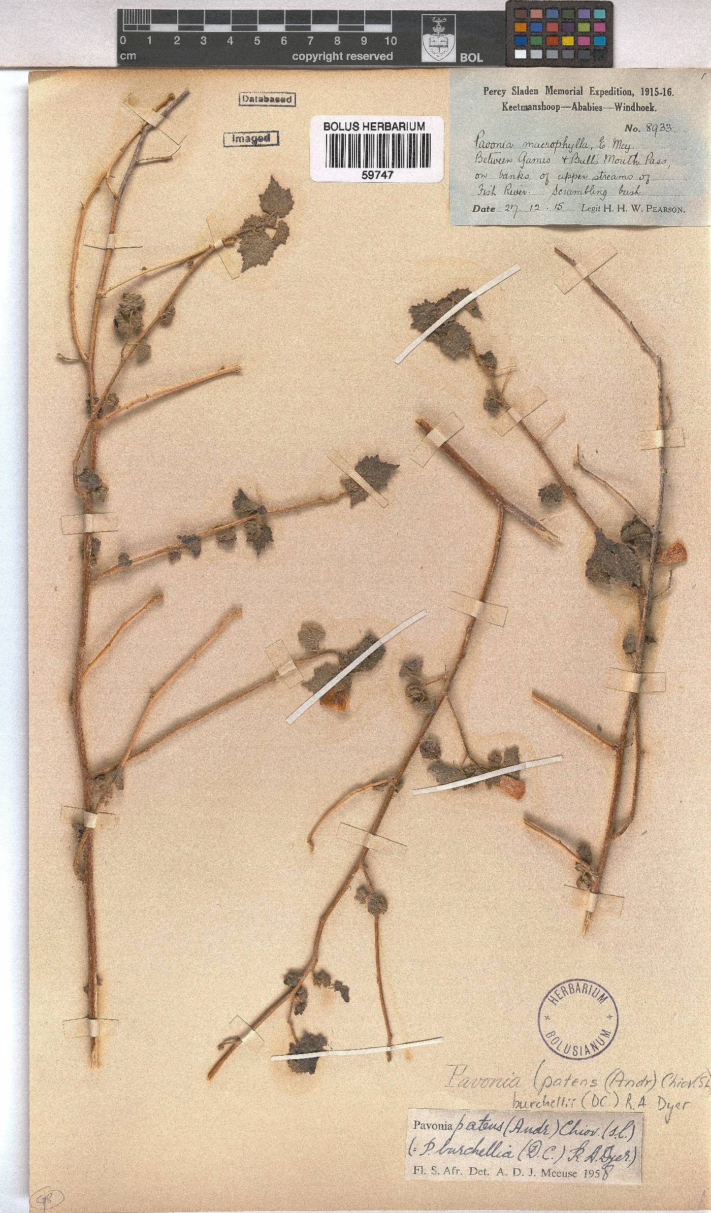 Pavonia burchellii image