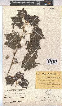 Pavonia burchellii image