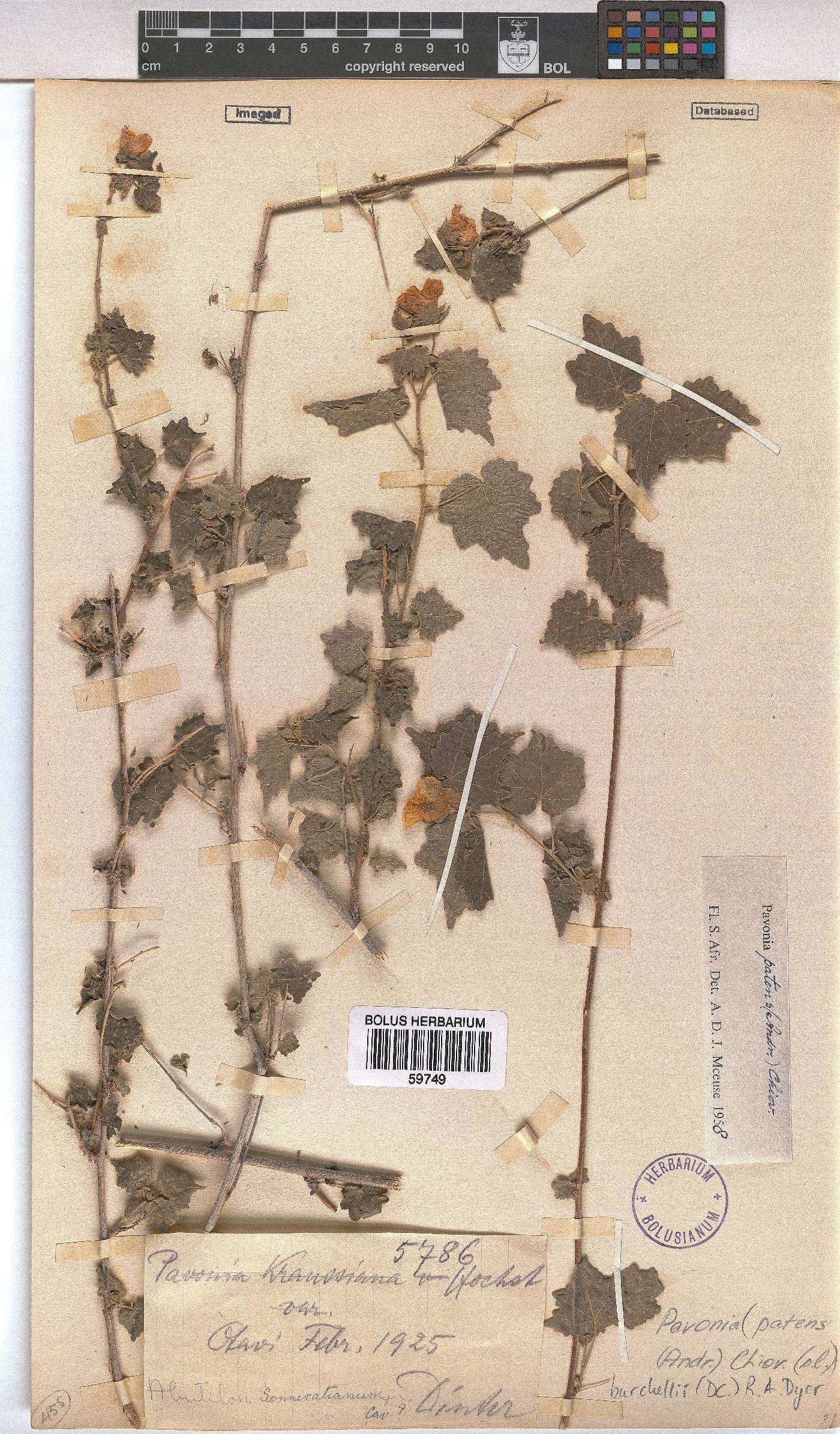 Pavonia burchellii image