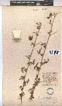 Image of Pavonia commutata