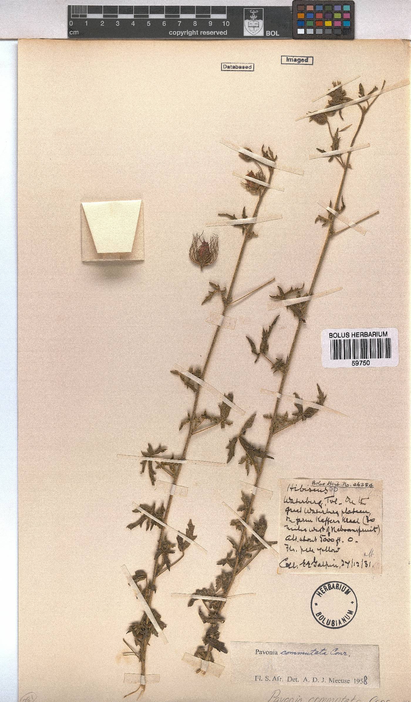 Pavonia commutata image