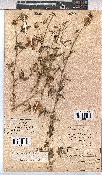 Pavonia commutata image