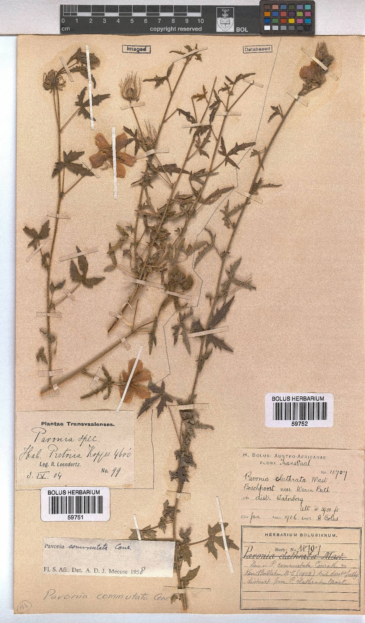 Pavonia image