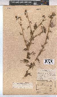 Pavonia commutata image