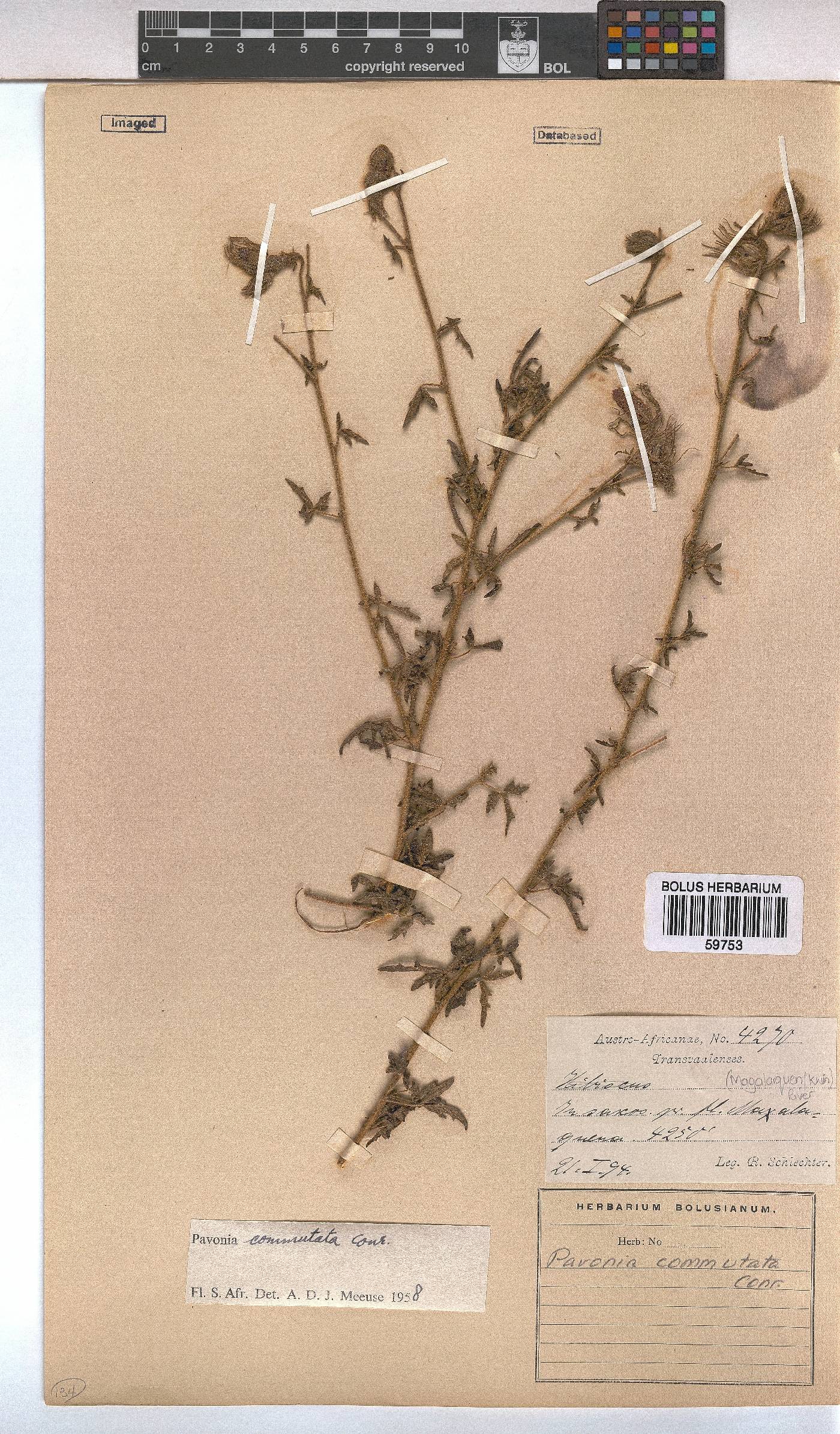 Pavonia commutata image