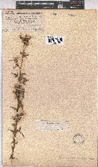 Pavonia commutata image