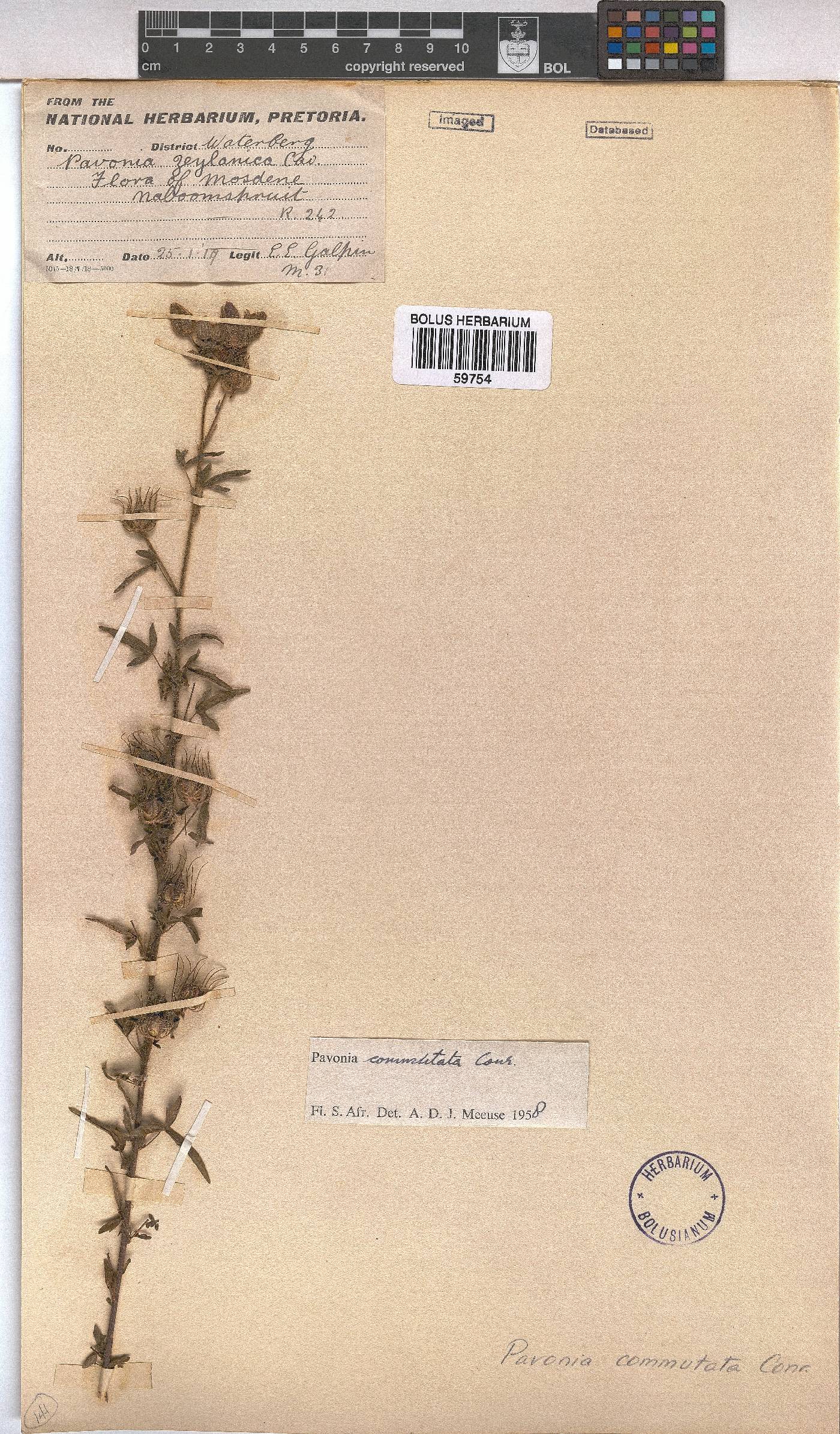 Pavonia commutata image