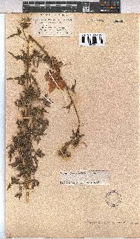 Pavonia commutata image