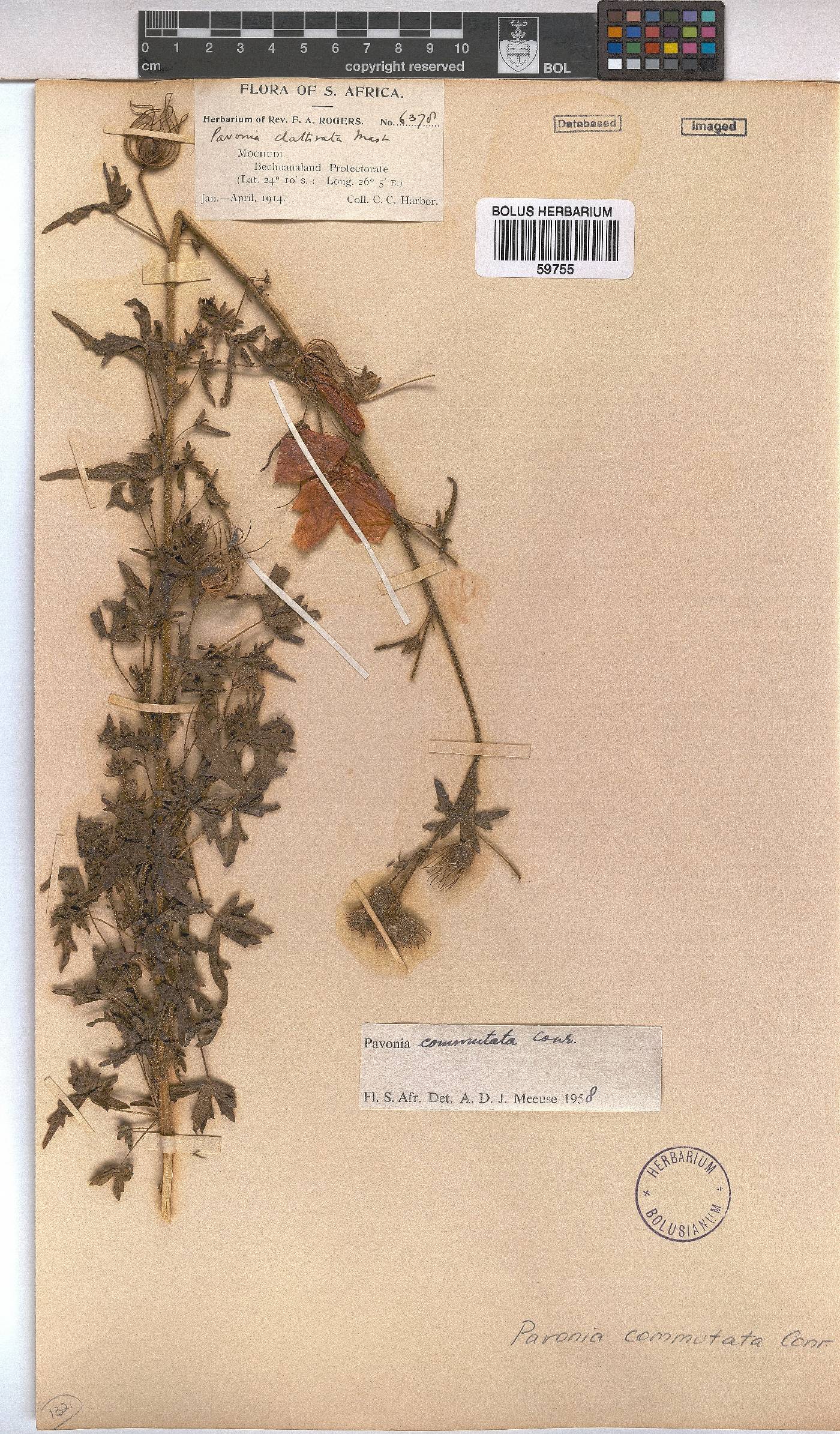 Pavonia commutata image