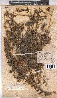 Pavonia commutata image