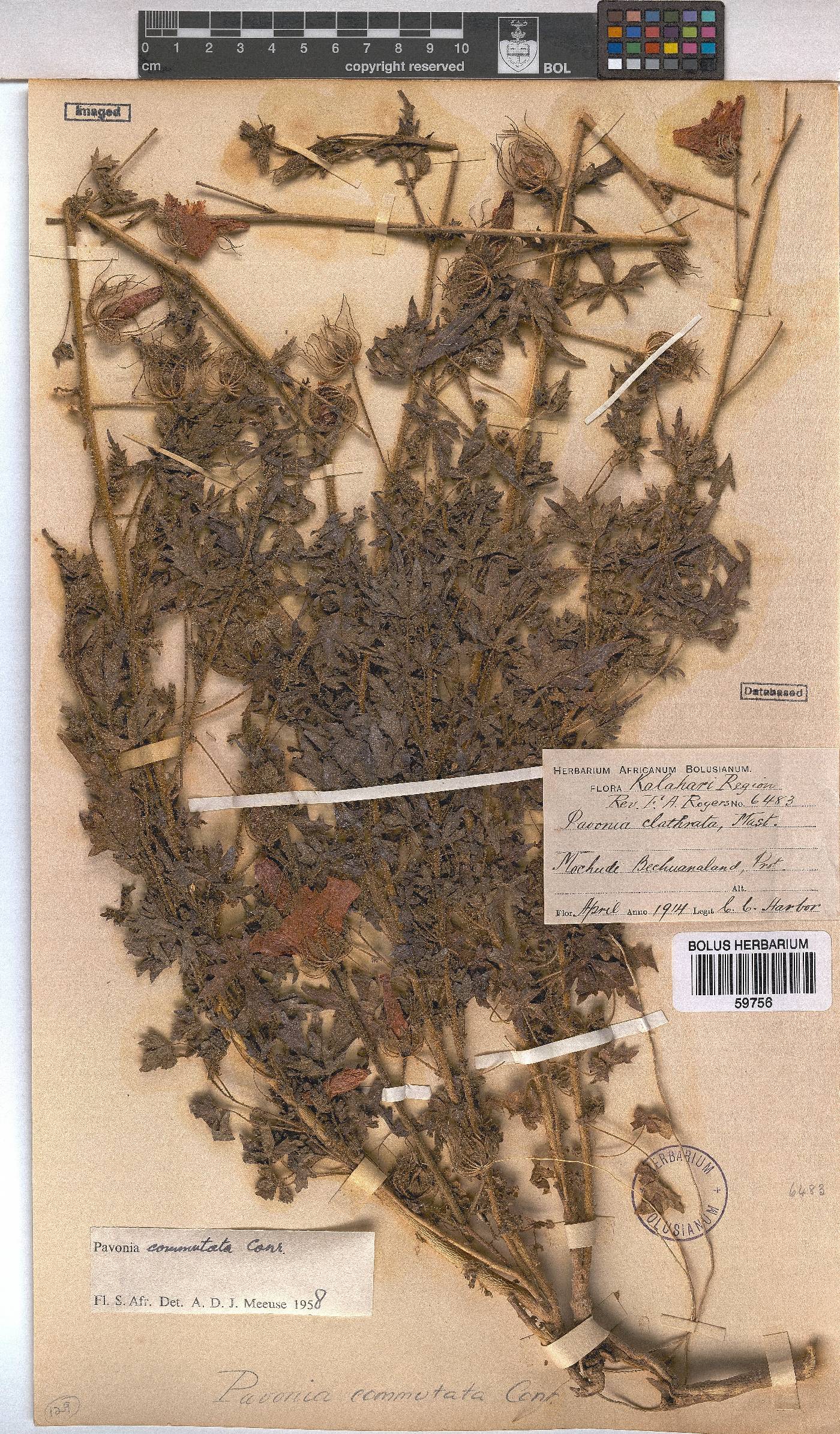 Pavonia commutata image