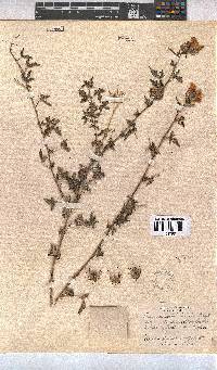 Pavonia commutata image