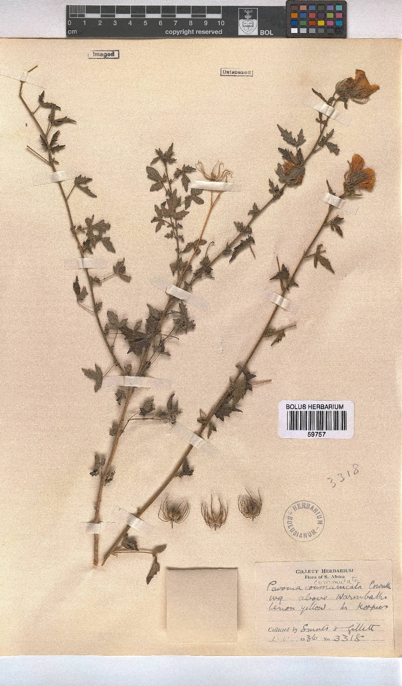 Pavonia commutata image