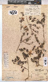 Image of Pavonia leptocalyx
