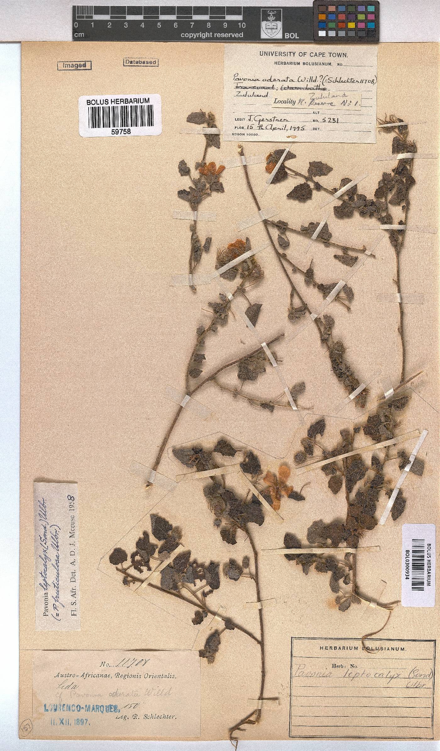 Pavonia leptocalyx image