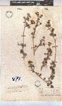 Pavonia praemorsa image