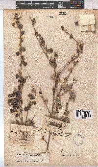 Pavonia praemorsa image