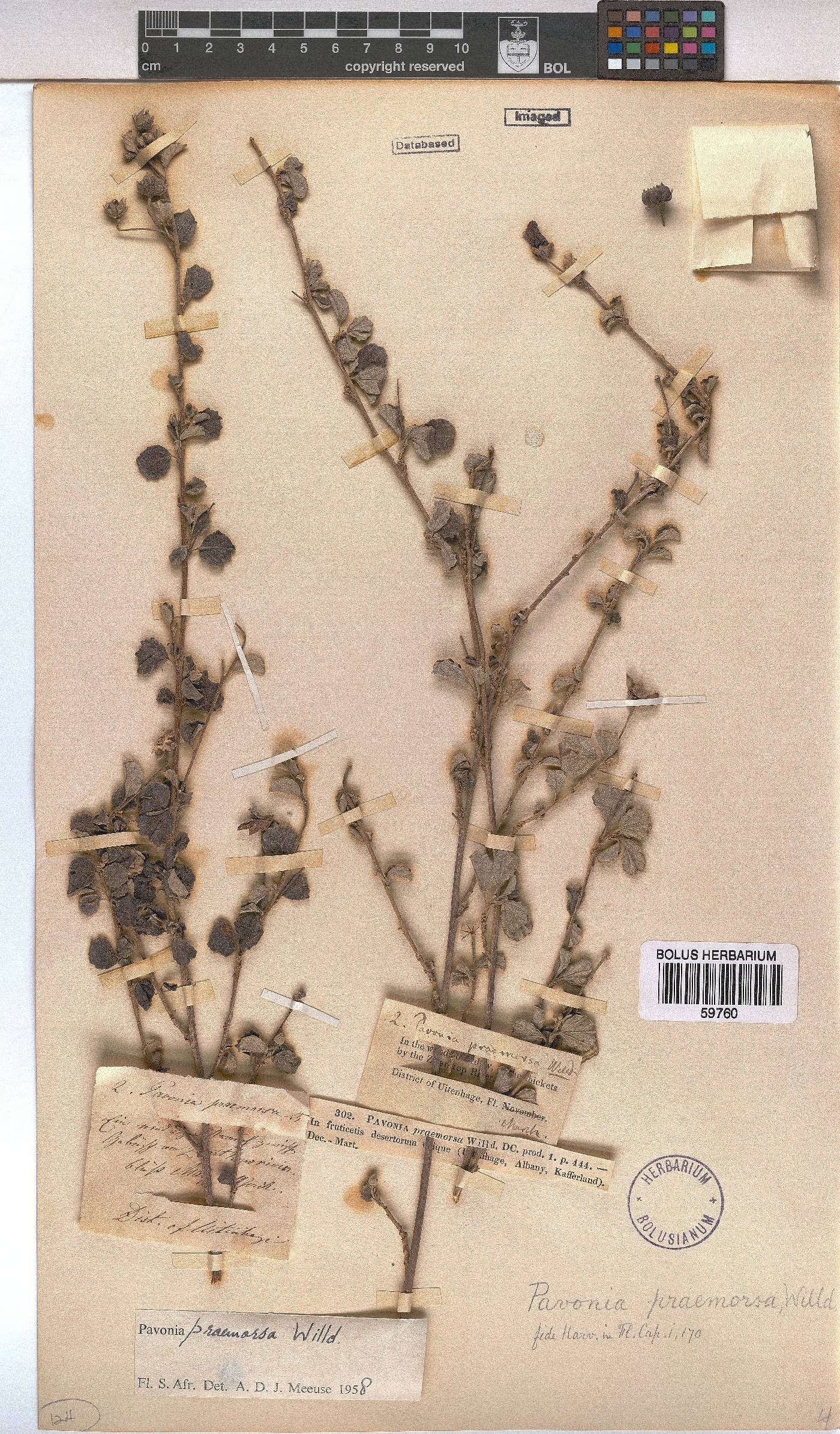Pavonia praemorsa image