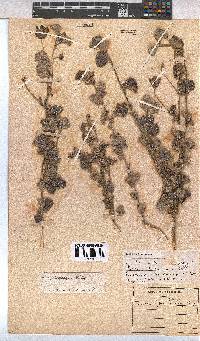 Pavonia praemorsa image