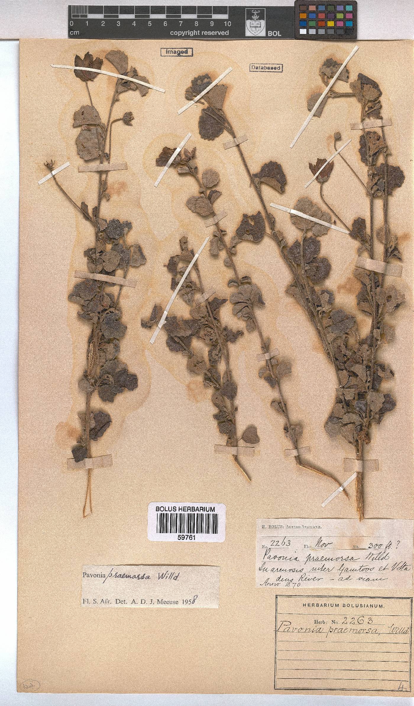 Pavonia praemorsa image