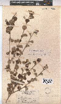 Pavonia praemorsa image
