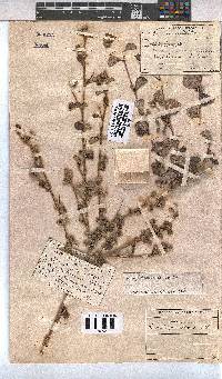 Pavonia praemorsa image