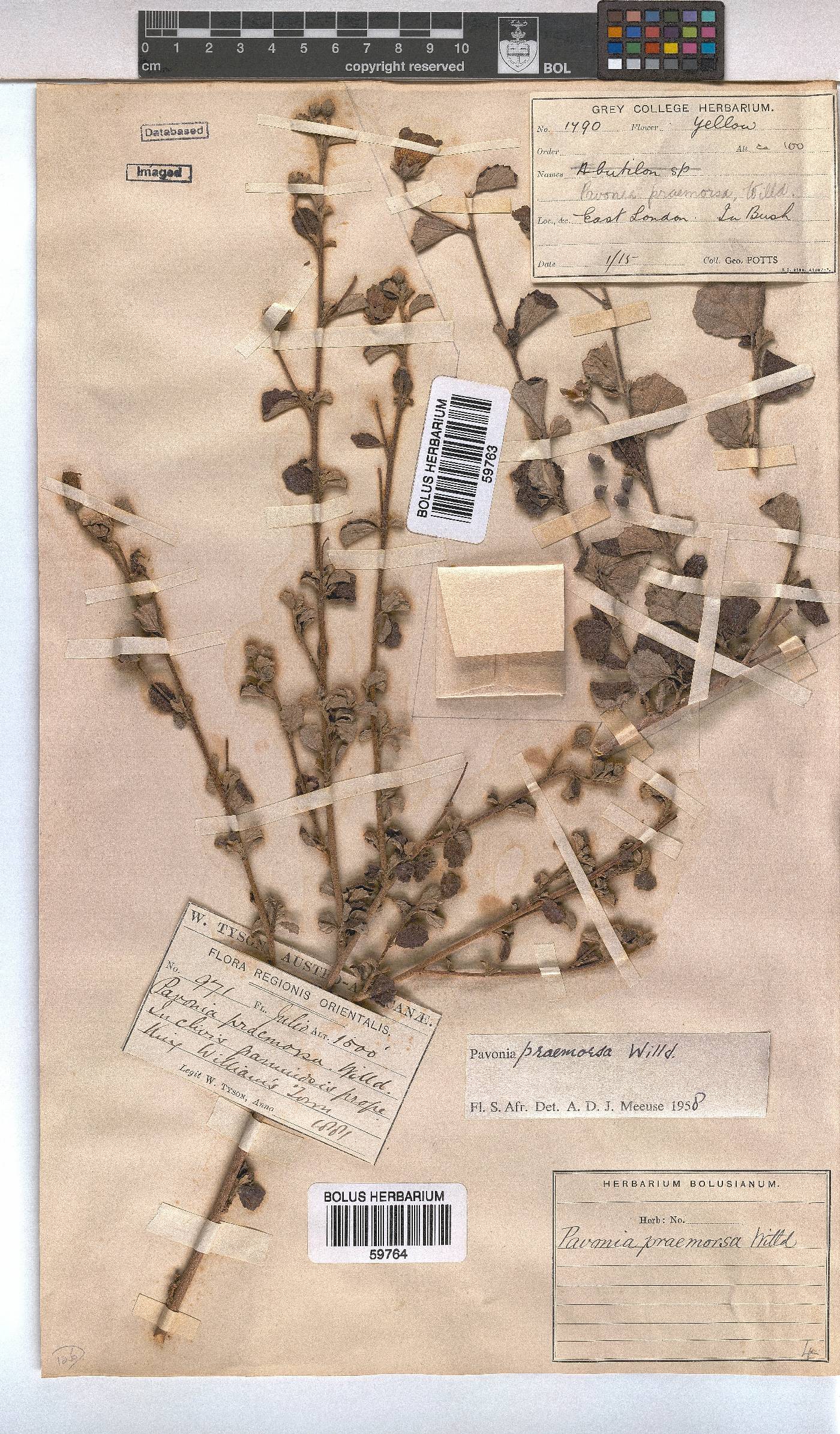 Pavonia praemorsa image