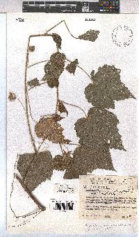 Image of Pavonia procumbens
