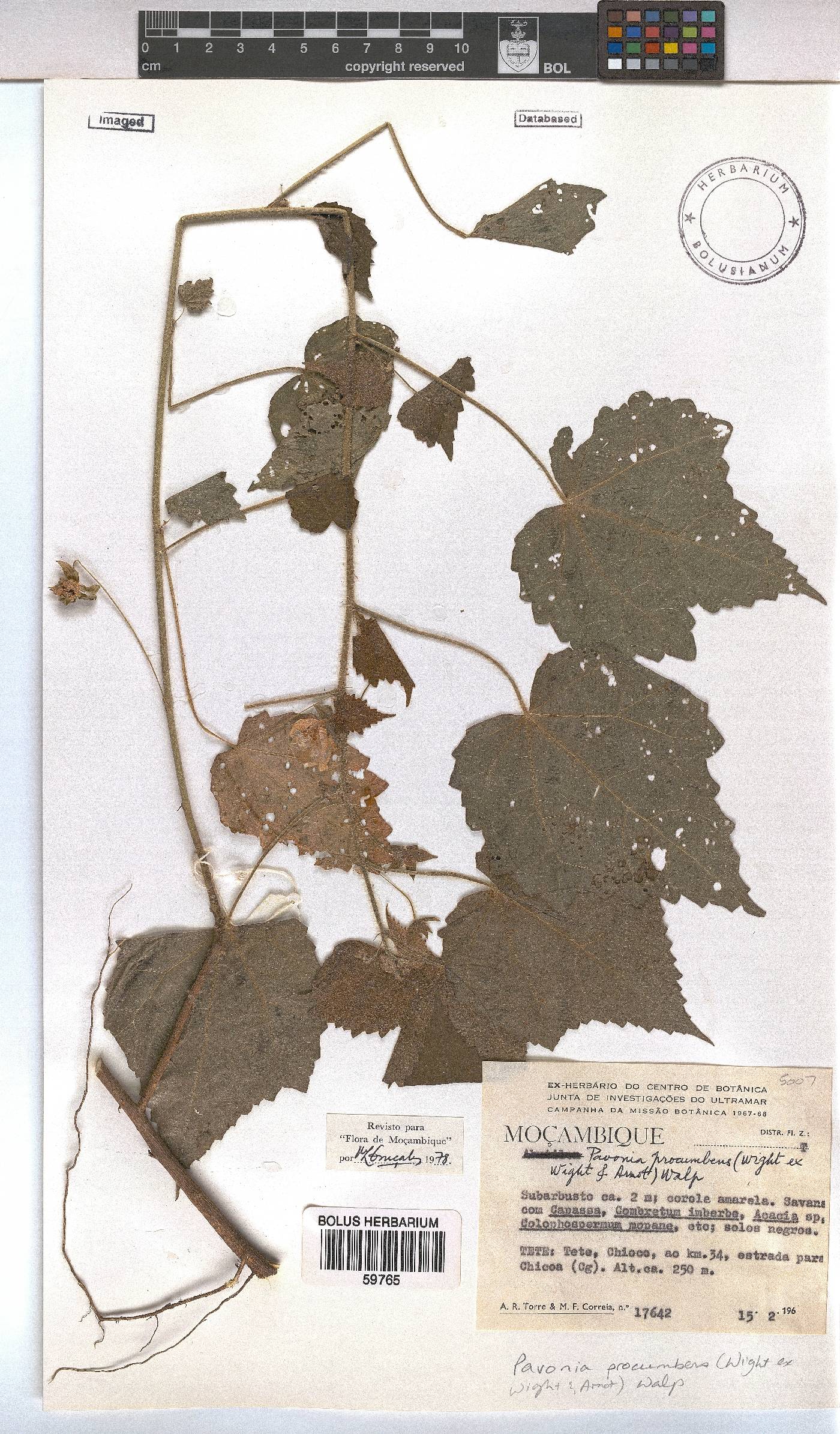 Pavonia procumbens image