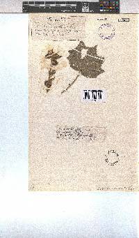 Pavonia columella image