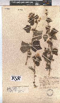 Pavonia columella image
