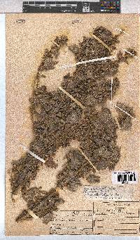 Pavonia columella image
