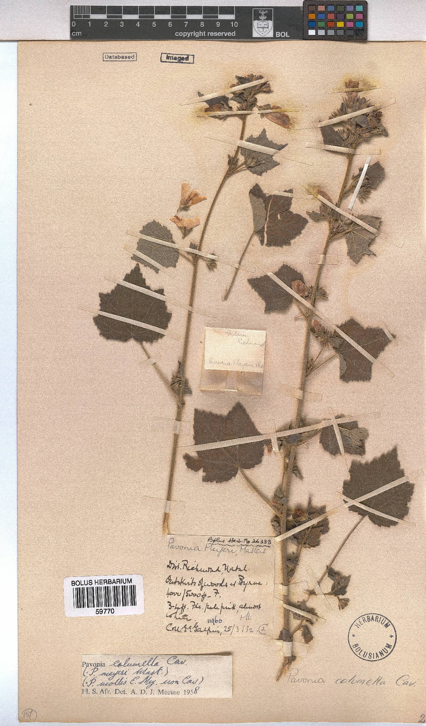 Pavonia columella image