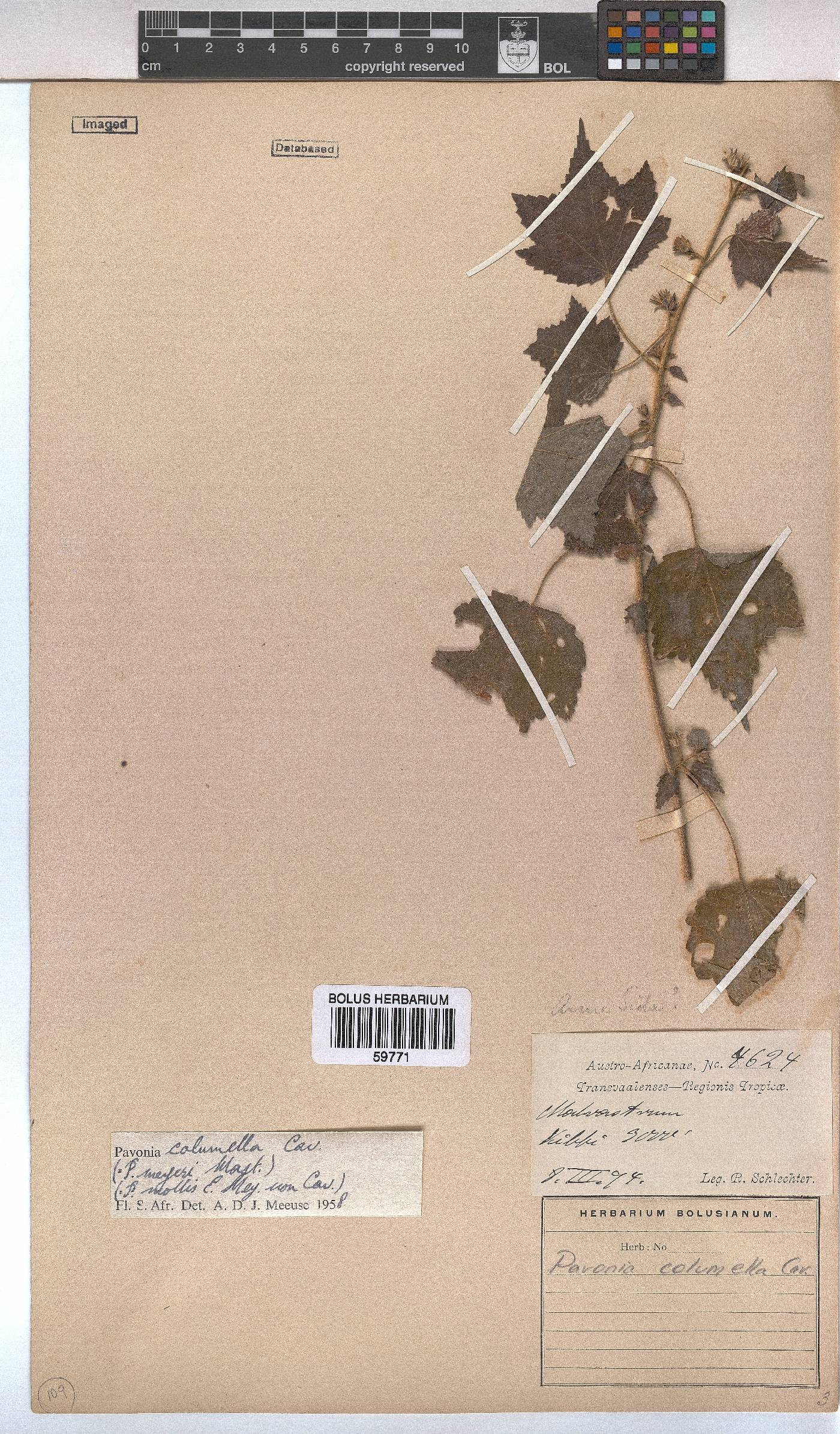 Pavonia columella image