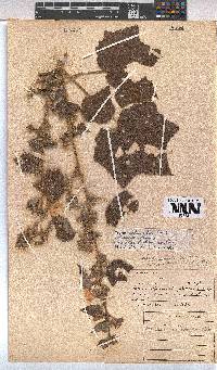 Pavonia columella image