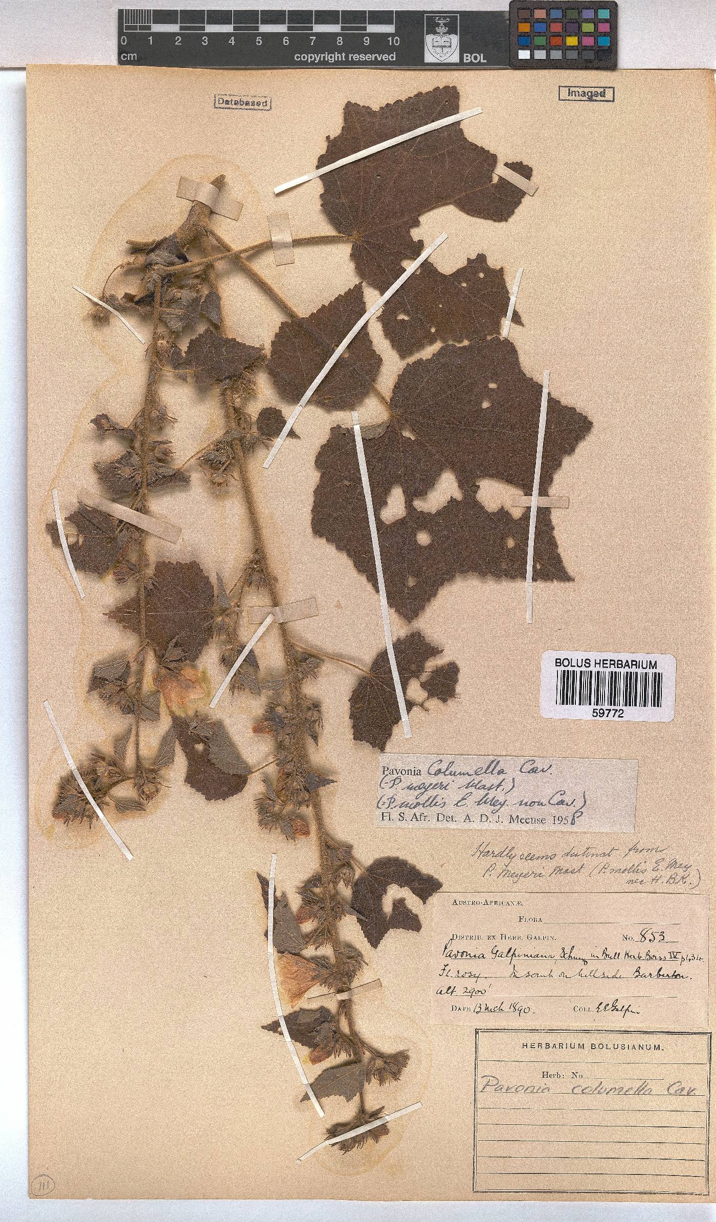 Pavonia columella image