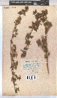 Pavonia columella image
