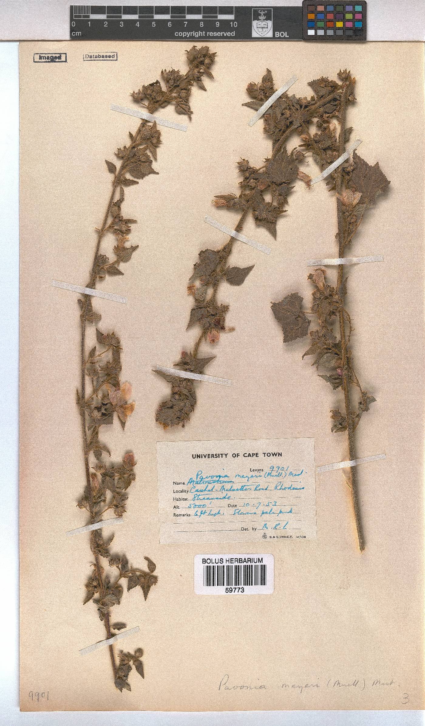 Pavonia columella image