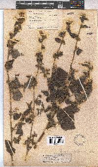 Pavonia columella image