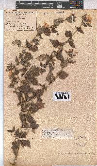 Pavonia columella image