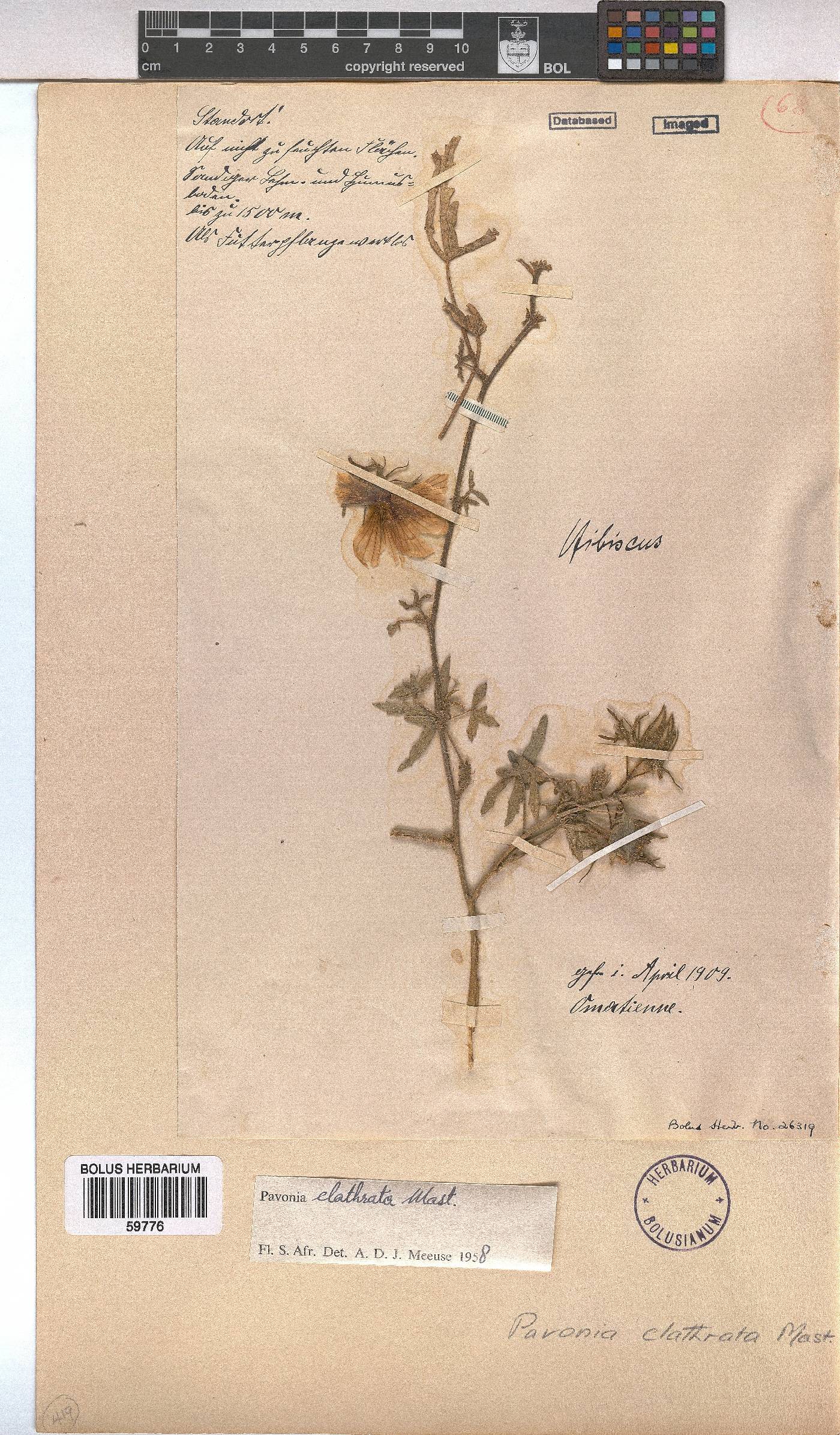 Pavonia clathrata image