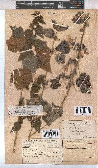 Pavonia columella image