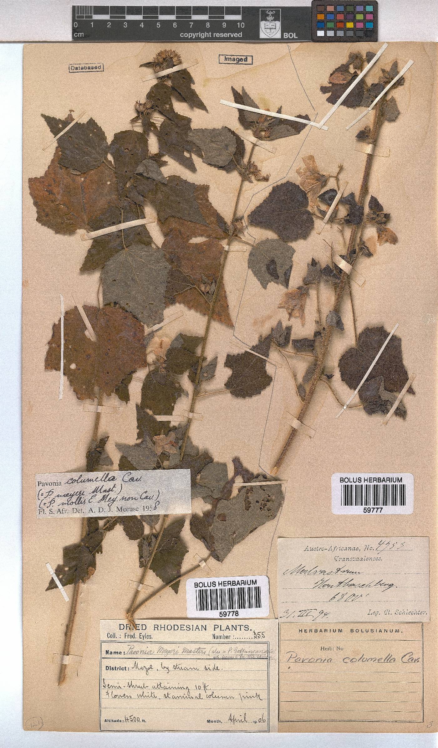 Pavonia columella image