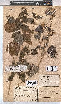 Pavonia columella image