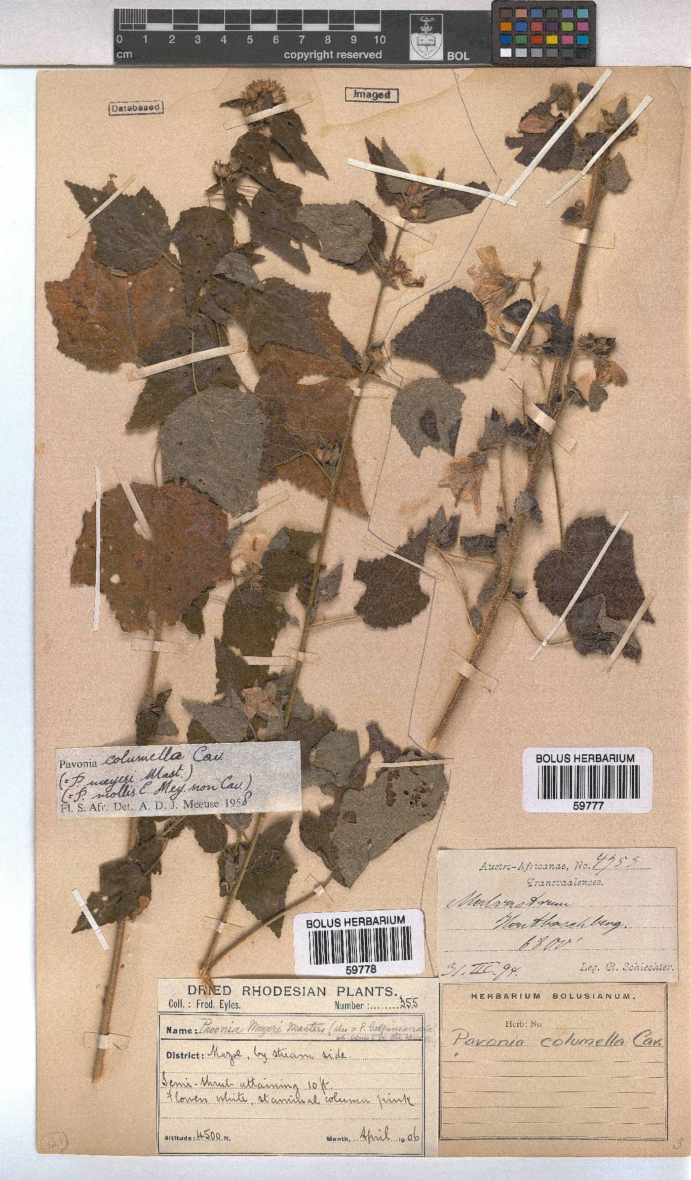 Pavonia columella image