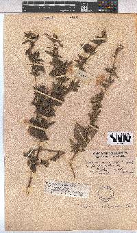 Pavonia columella image