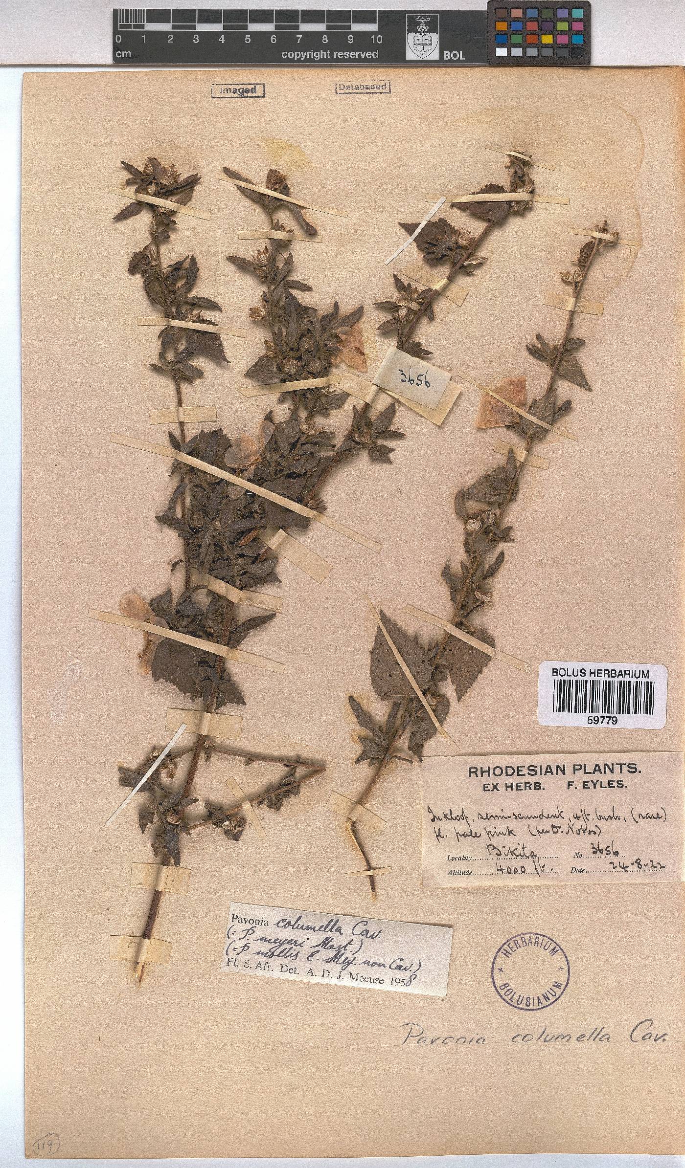 Pavonia columella image