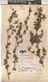 Pavonia columella image