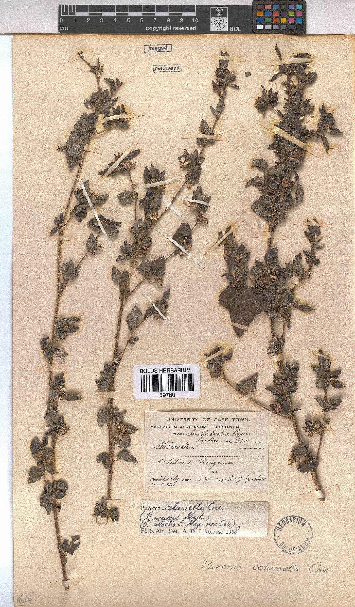 Pavonia columella image